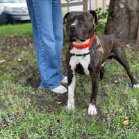 TARZAN, chien à adopter