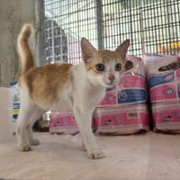 WOOPY, chatte à adopter