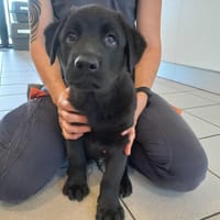 PIMENT QCN (réservé), chien à adopter