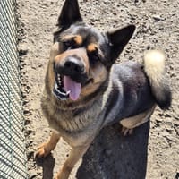 KALISTA, chienne à adopter