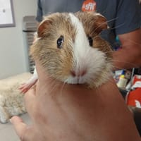 DELICE, chatte à adopter