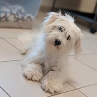 ALOUETTE, chienne à adopter