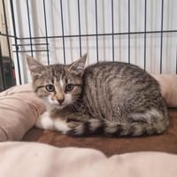 AZIA, chatte à adopter