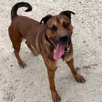 Tayko, chien à adopter