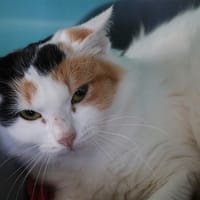 UZZY HAB17385, chatte à adopter