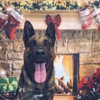 SARABI, chienne à adopter