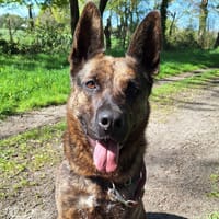 SARABI, chienne à adopter