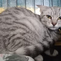 Guacamole, chat à adopter