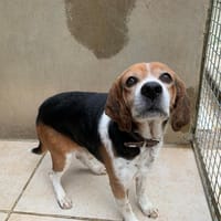 Pipo, chien à adopter