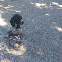 ARAMIS, chien à adopter