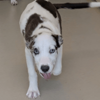 PALOMA, chienne à adopter