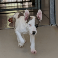 PIPO, chien à adopter