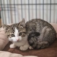 AZZARO, chat à adopter