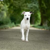 Penny (réservée), chienne à adopter