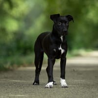 Spotty (réservée), chienne à adopter