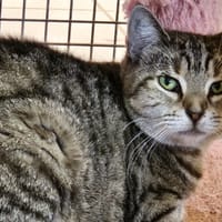 KITTY, chatte à adopter