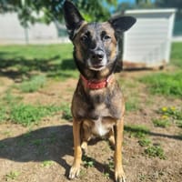 UVA, chienne à adopter