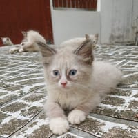 AMOURETTE, chaton créole femelle, chatte à adopter