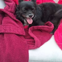 PARIS un coeur à prendre, chien à adopter