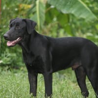 HIERROS Mâle junior Berger Créole, chien à adopter