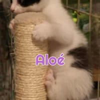ALOE A RESERVER, chatte à adopter