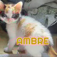 AMBRE A RESERVER, chatte à adopter