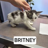 Britney, chatte à adopter