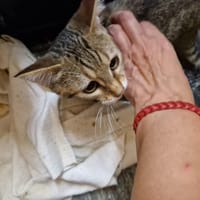 ASLAN, chat à adopter