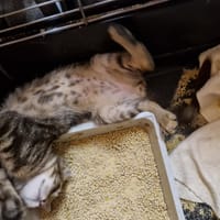 ANIS, chat à adopter