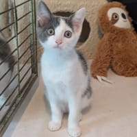 ADELE, chatte à adopter