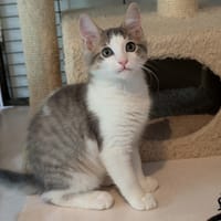 ARISTOTE, chat à adopter