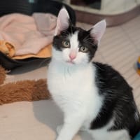 AMIRA, chatte à adopter