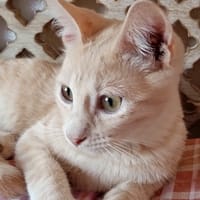 Lowen, chat à adopter