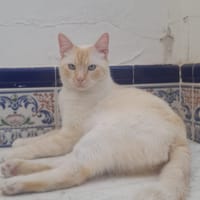 Luca, chat à adopter