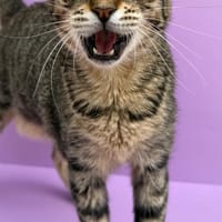 Gold, chat à adopter