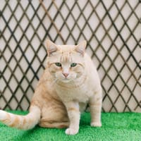 Naranjo, chat à adopter