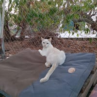 Paris, chatte à adopter
