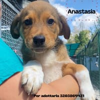 ANASTASIA, cane femmina da adottare