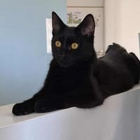 AGRIDE un amour de chaton, chat à adopter