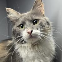 LULU - herzlos ausgesetzt!, Katze zur Adoption