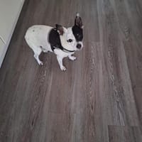 💙 Benni  10-jähriger Chihuahua-Mix, Hund zur Adoption