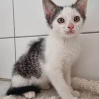 Milow, Kater zur Adoption