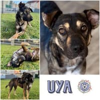 UYA * Zarte Hündin mit großem Herz, Hündin zur Adoption