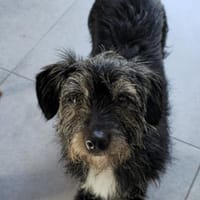 Sonia sucht ein Sofa mit Ausblick, Hündin zur Adoption