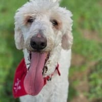 Libby, Hündin zur Adoption