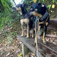 Vroni - eine wahre Herzenshündin, Hündin zur Adoption