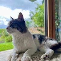 Pechvogel Nemo sucht großes Glück!, Kater zur Adoption