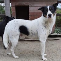 Lybos  56 cm (Pflegestelle), Hund zur Adoption