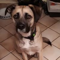 Eco- der perfekte Familienhund, Hund zur Adoption