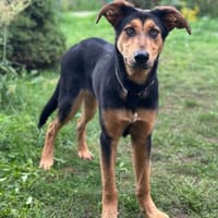 Ruffy: Junges Goldstück sucht 🏡 🤎, Hund zur Adoption